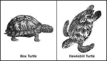 Figure 8-3. Turtles With Poisonous Flesh