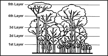 Figure 14.1. Five Layers of Tropical Rain Forest Vegetation